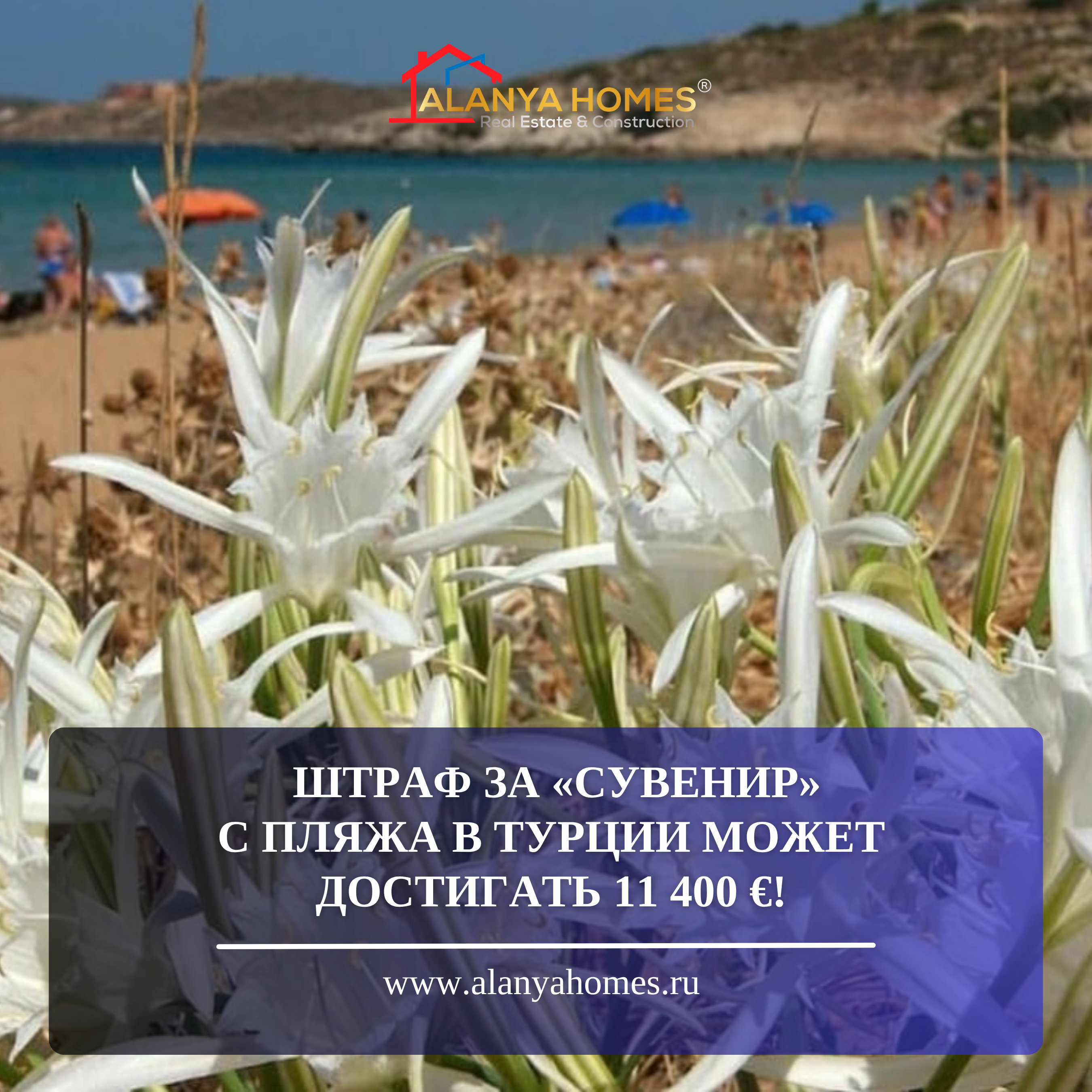 W rejonie Gazipash pod najsurowszym zakazem znalazła się delikatna Lilia Piaskowa.