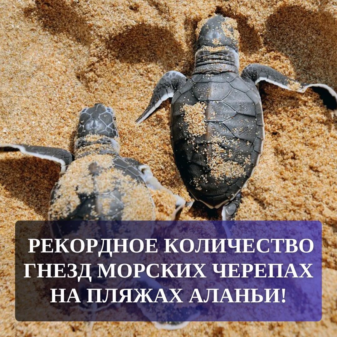 Rekordowa liczba gniazd żółwi morskich na plażach Alanyi!