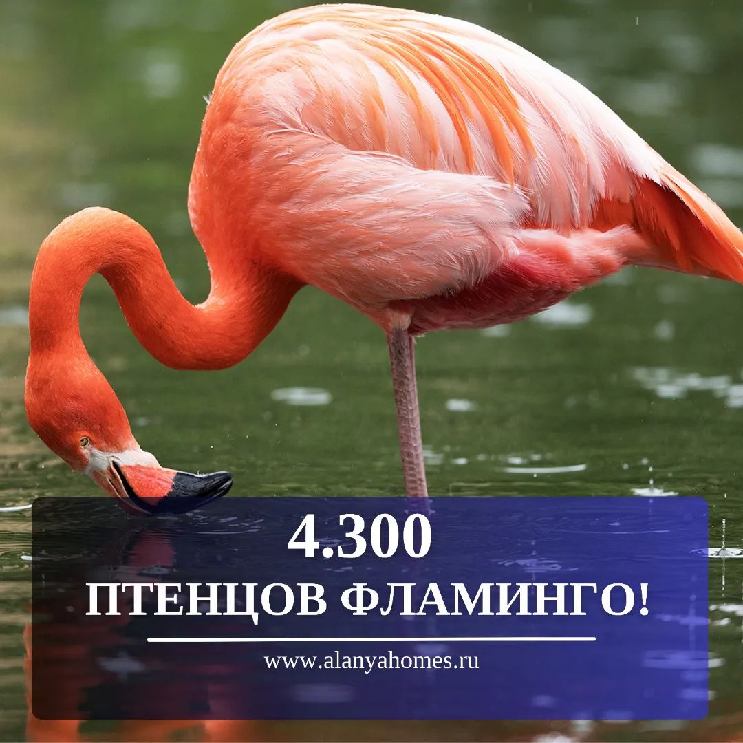 W tym roku nad Jeziorem Słonym w Turcji wykluło się 4300 piskląt flamingów!