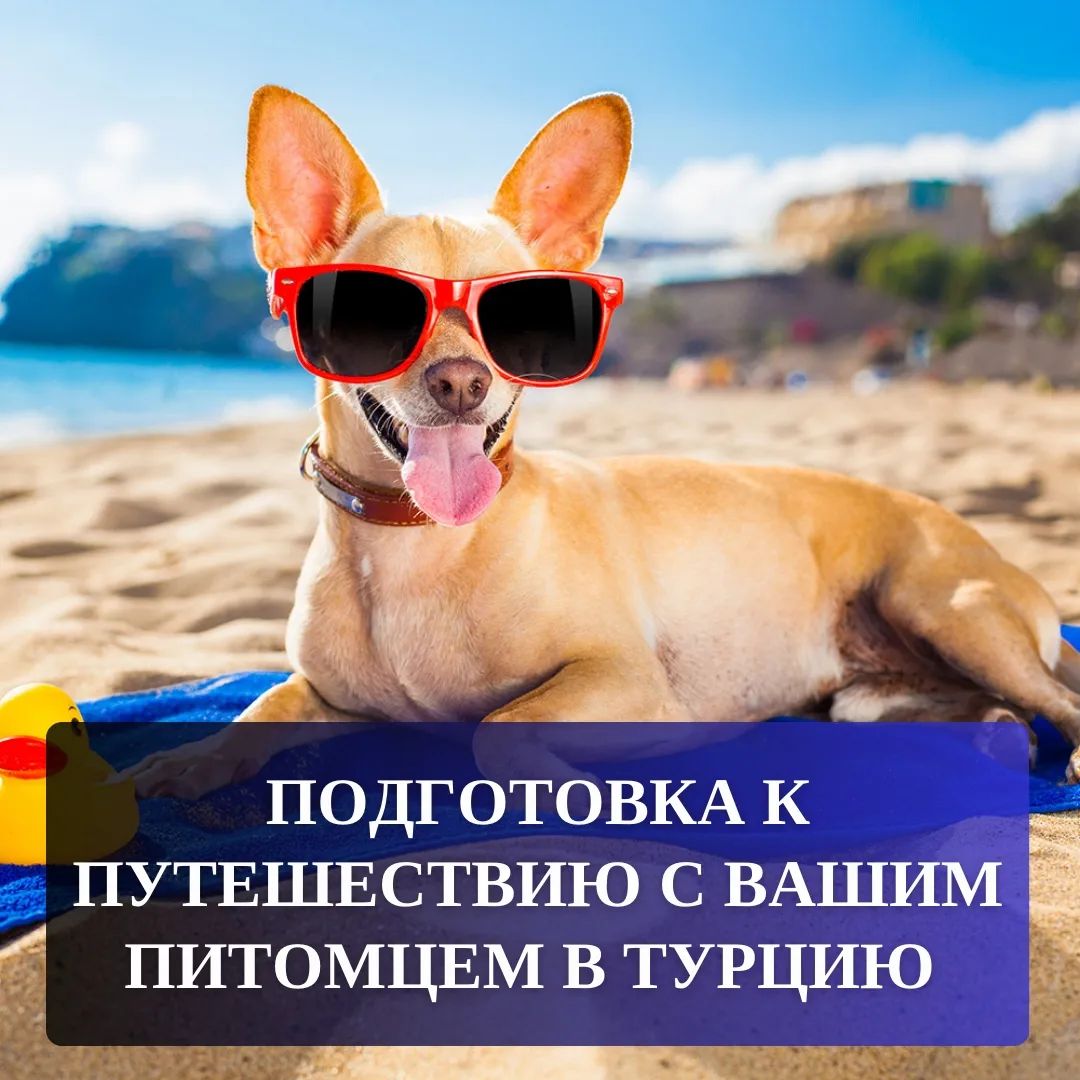 Preparing to travel with your pet to Turkey